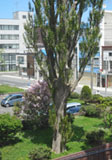 稚内の八重桜